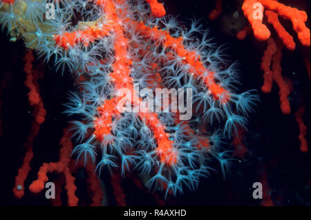 Rote Koralle, Mittelmeer, Europa, (Corallium rubrum) Stockfoto