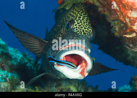 Harlekin Süßlippen, sauberer Fisch, Reinigungsstation, Yap, Insel, Bundesstaaten von Mikronesien, Plectorhinchus chaetodonoides, Labroides dimidiatus Stockfoto