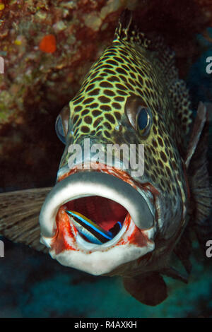 Harlekin Süßlippen, sauberer Fisch, Reinigungsstation, Yap, Insel, Bundesstaaten von Mikronesien, Plectorhinchus chaetodonoides, Labroides dimidiatus Stockfoto