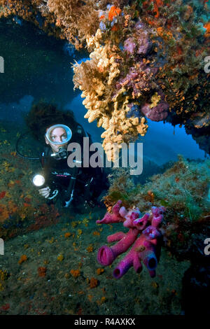 Rosa Rohr schwamm und Taucher, Baia Sardinia, Italien, Europa, Mittelmeer, (Haliclona mediterranea) Stockfoto