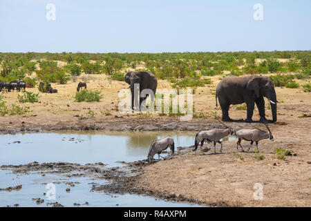 Elefanten sammeln an einem Wasserloch neben Oryx und Wildebeest. Stockfoto