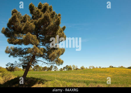 Aleppo-kiefern, Toskana, Italien, Europa, (Pinus halepensis) Stockfoto