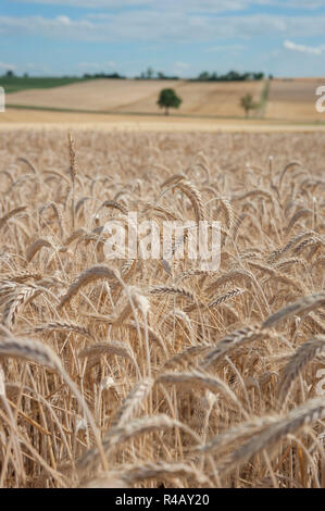 Abpflücken, orlach, braunsbach, Hohenlohe, Baden-Württemberg, Deutschland, Heilbronn-franken Stockfoto
