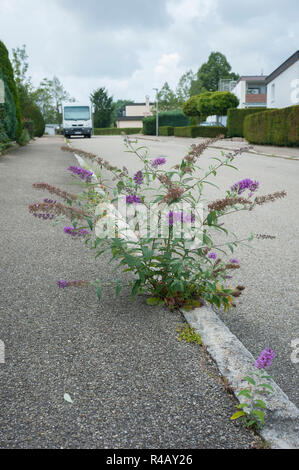 Sommer lila, Hohenlohe, Schwäbisch Hall, Baden-Württemberg, Deutschland, Heilbronn-franken, (buddleja) Stockfoto