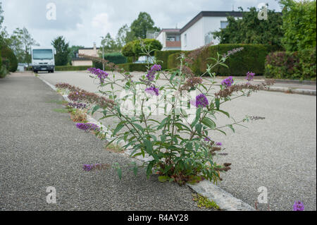 Sommer lila, Hohenlohe, Schwäbisch Hall, Baden-Württemberg, Deutschland, Heilbronn-franken, (buddleja) Stockfoto