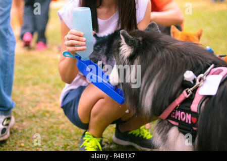 Husky Hund ist das Trinken aus einem speziellen Wasserspender. Stockfoto
