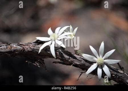 Australian native Flanell Blumen, Actinotus helianthi, Royal National Park, Sydney, New South Wales, Australien. Im Frühjahr und Sommer blühen. Stockfoto