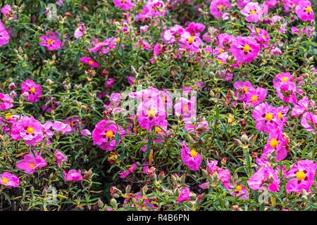 Rosa Blüten mit dunklen Flecken um die Mitte zwischen den grünen Sträuchern Stockfoto