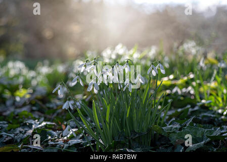 Nahaufnahme der schöne Frühling blühende Gemeinsamen weißen Schneeglöckchen Frühlingsblumen auch als Galanthus Nivalis bekannt. Stockfoto