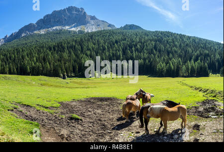 Pferde Fütterung in den Dolomiten in der Nähe des Alpinen See Misurina, Alpen. Stockfoto