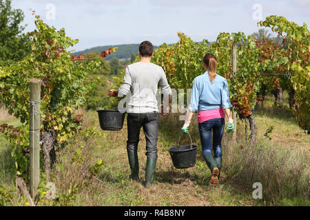 Paar der Winzer im Weinberg Stockfoto
