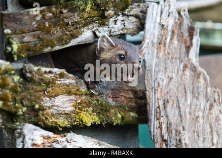 Hungrig American Marten auf Zaun Stockfoto