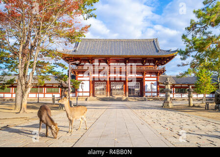 Rehe und mittleren Tor des todaiji in Nara, Japan Stockfoto