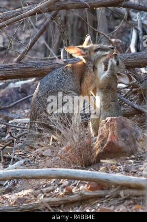 Wallaby Sumpf mit cub Stockfoto