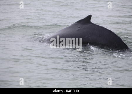 Schwanzflosse der mächtige Buckelwale (Impressionen Novaeangliae) aus dem Boot in der Nähe von Husavik, Island gesehen Stockfoto