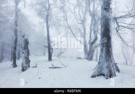 Wald im Winter mit Nebel und Schnee Landschaft Stockfoto