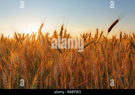 field with gold ears of wheat in sunset Stockfoto