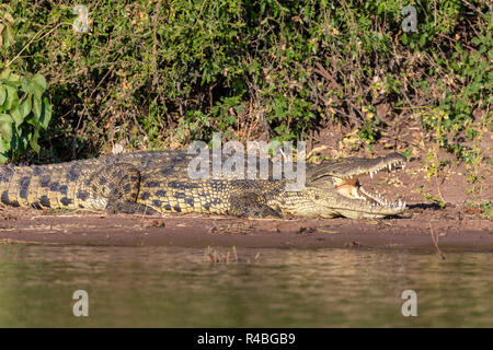 Ruhe nil Krokodil am Flussufer, öffnete den Mund, die Zähne in Chobe River, Botswana Safari Wildlife Stockfoto