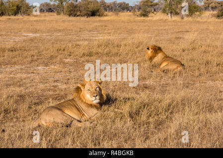 Eine große männliche Löwe in Simbabwe Hwange National Park gesehen. Stockfoto