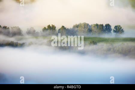 Tannen auf einer Wiese, die auf Nadelwald in nebligen Bergen der Slowakei Stockfoto