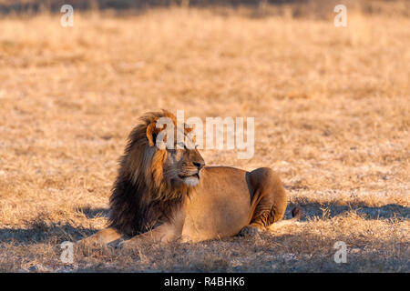 Eine große männliche Löwe in Simbabwe Hwange National Park gesehen. Stockfoto