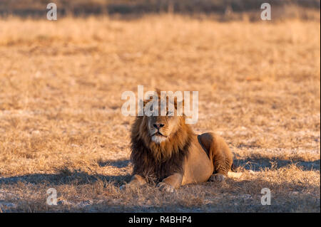 Eine große männliche Löwe in Simbabwe Hwange National Park gesehen. Stockfoto