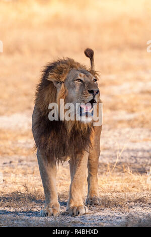 Eine große männliche Löwe Panthera leo in Simbabwe Hwange National Park gesehen. Stockfoto