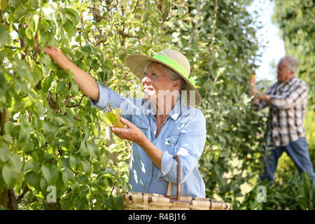 Ältere Frau pflücken Birnen vom Baum Stockfoto