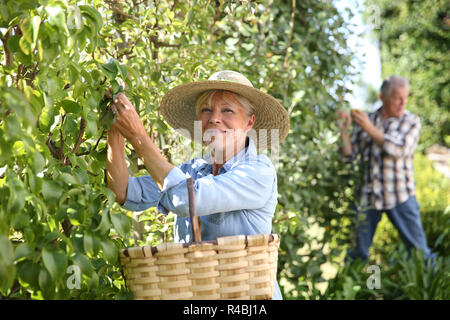 Ältere Frau pflücken Birnen vom Baum Stockfoto