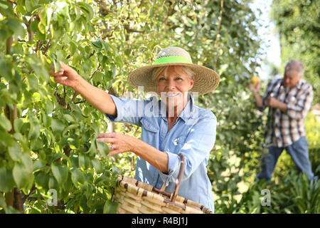 Ältere Frau pflücken Birnen vom Baum Stockfoto