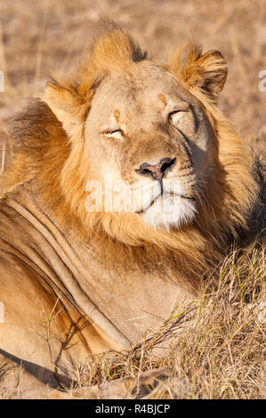 Eine große männliche Löwe in Simbabwe Hwange National Park gesehen. Stockfoto