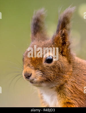 Eichhörnchen (Sciurus vulgaris) in der Nähe der seitlichen Ansicht portrait. Tier saßen und an Kamera Stockfoto