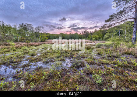 Moor fen auf Ontwijk Immobilien Naturschutzgebiet in Friesland, Niederlande Stockfoto