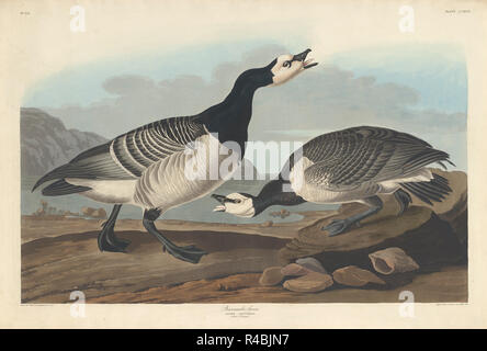 Weißwangengänse. Stand: 1836. Medium: Handcolorierte Radierung und Aquatinta auf Whatman Papier. Museum: Nationalgalerie, Washington DC. Autor: Robert Havell nach John James Audubon. AUDUBON, John James. Stockfoto