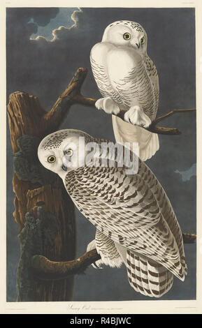 Snowy Owl. Stand: 1831. Abmessungen: Platte: 89,5 x 65,4 cm (35 1/4 x 25 3/4 in.) Blatt: 100,7 x 68 cm (39 5/8 x 26 3/4 in.). Medium: Handcolorierte Radierung und Aquatinta auf Whatman Papier. Museum: Nationalgalerie, Washington DC. Autor: Robert Havell nach John James Audubon. John James Audubon. ROBERT HAVELL DER JÜNGERE. AUDUBON, John James. Stockfoto