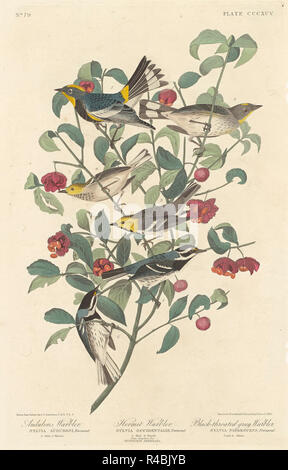 Audubon'S Warbler, Einsiedler Warbler und Black-throated Grau Warbler. Stand: 1837. Medium: Handcolorierte Radierung und Aquatinta auf Whatman Papier. Museum: Nationalgalerie, Washington DC. Stockfoto