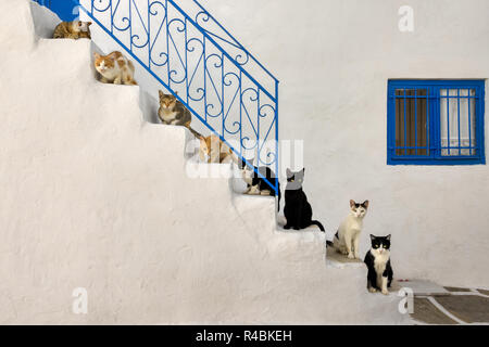Viele Katzen aufgereiht auf Schritte von einer weiß getünchten Treppe mit einem blauen schmiedeeisernen Geländer in einem griechischen Dorf Gasse, Kykladen, Ägäis Insel, Griechenland Stockfoto
