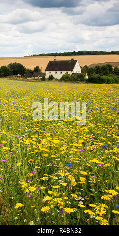 Eine wildflower Meadow im Gloucester Land GB England Großbritannien Stockfoto