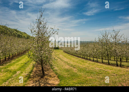 Apple Blossom in Thatchers Apfelwein Obstgarten in Sandford, zum 2. Mai, 2018 Stockfoto