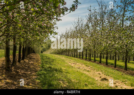 Apple Blossom in Thatchers Apfelwein Obstgarten in Sandford, zum 2. Mai, 2018 Stockfoto