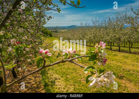 Apple Blossom in Thatchers Apfelwein Obstgarten in Sandford, zum 2. Mai, 2018 Stockfoto