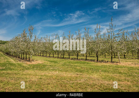 Apple Blossom in Thatchers Apfelwein Obstgarten in Sandford, zum 2. Mai, 2018 Stockfoto