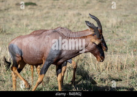 Topi (Damaliscus lunatus jimela) in Masai Mara National Reserve in Kenia. Erhaltungszustand ist anfällig. Stockfoto