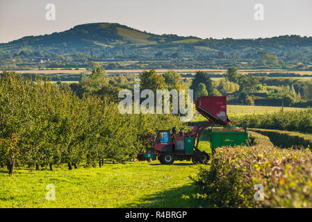 Mostäpfel warten in Somerset geerntet zu werden. Stockfoto