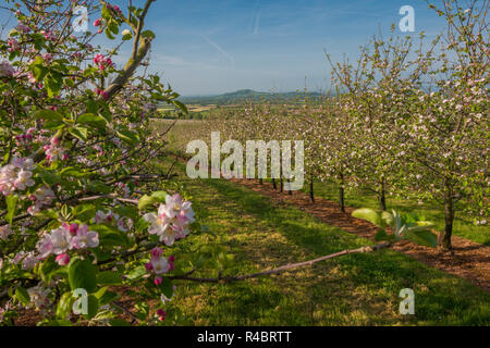 Apple Blossom in Thatchers Apfelwein Obstgarten in Sandford, zum 2. Mai, 2018 Stockfoto