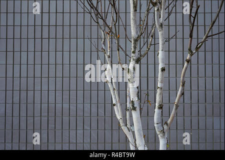 Silver Birch Tree gegen grauen Fliesen Stockfoto