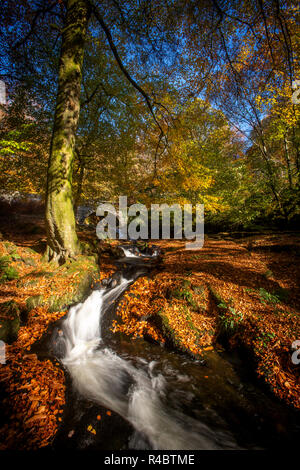 Cloghleagh Glen in Wicklow Mountains National Park Stockfoto