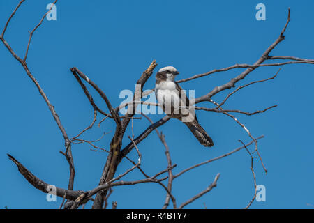 Südlichen Trauerschnäpper Schwätzer in toten Ästen Stockfoto