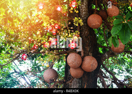 Cannonball Frucht am Baum/Blüte und Frucht des Großen cannonball wachsen auf Bäumen im Garten Park - Couroupita guianensis Stockfoto