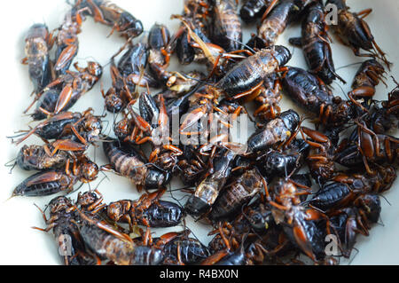 Gebratene Insekten/Stapel von Fried cricket Insekten gebraten mit Salz auf die weiße Platte Hintergrund - springen Kricket für Snack Street Food in Thailand Stockfoto